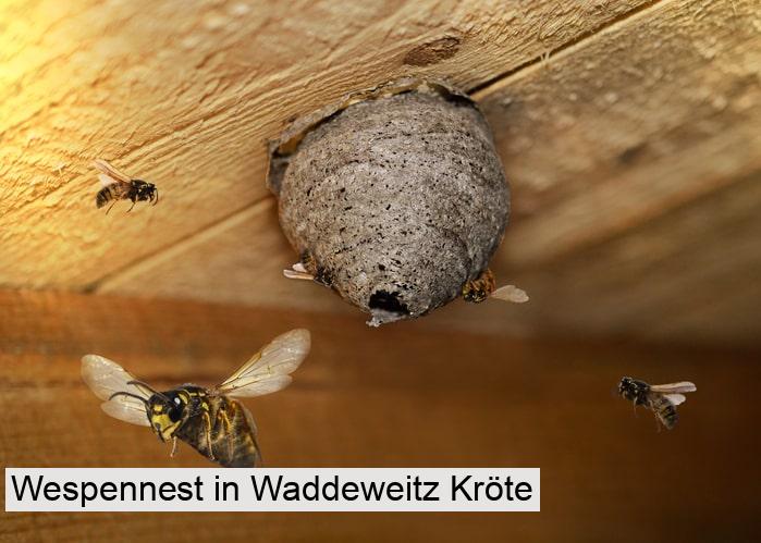 Wespennest in Waddeweitz Kröte